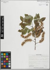 Foto von Salix glaucophylloides Fernald